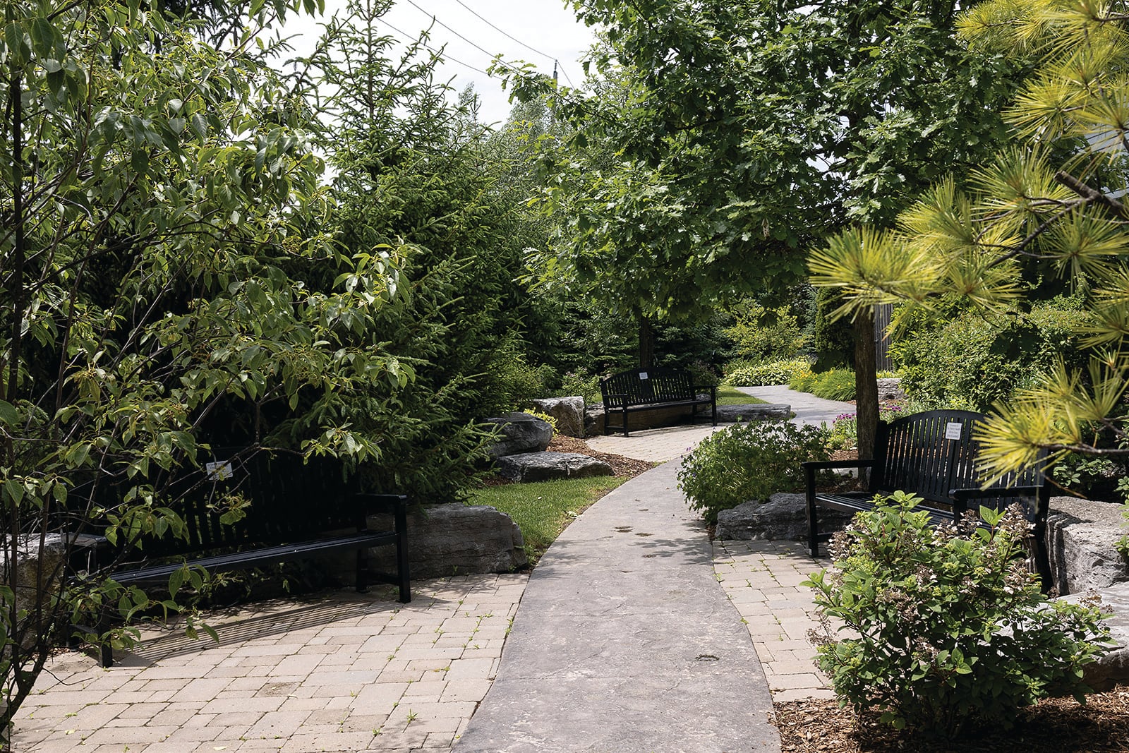 A peaceful path in the Campbell House garden