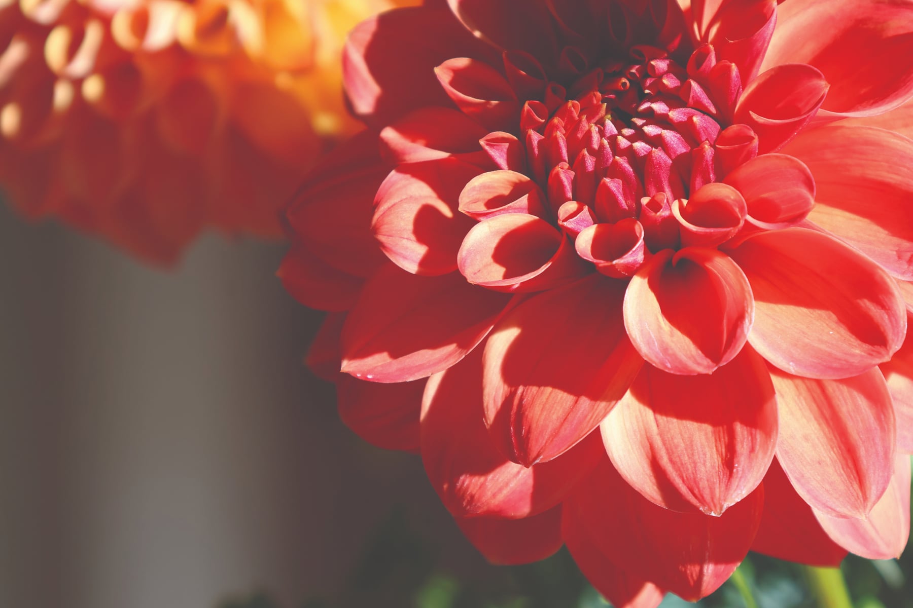 Flowers in the Campbell House garden